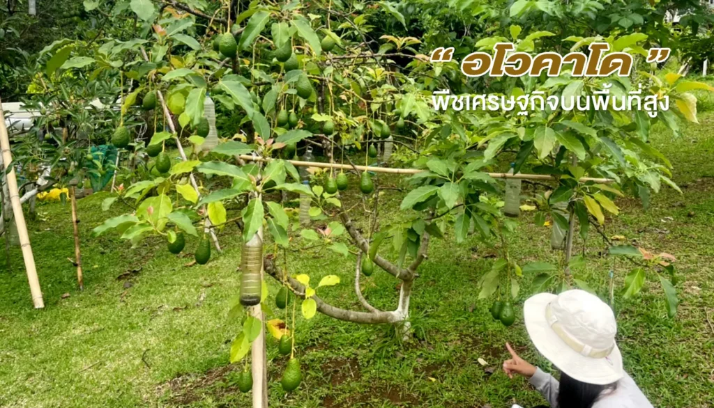 แชมพูอะโวคาโด้ สินค้า OTOP จังหวัดเชียงใหม่